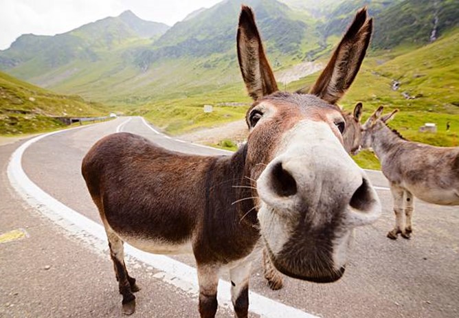 Don't Be A Money Mule!