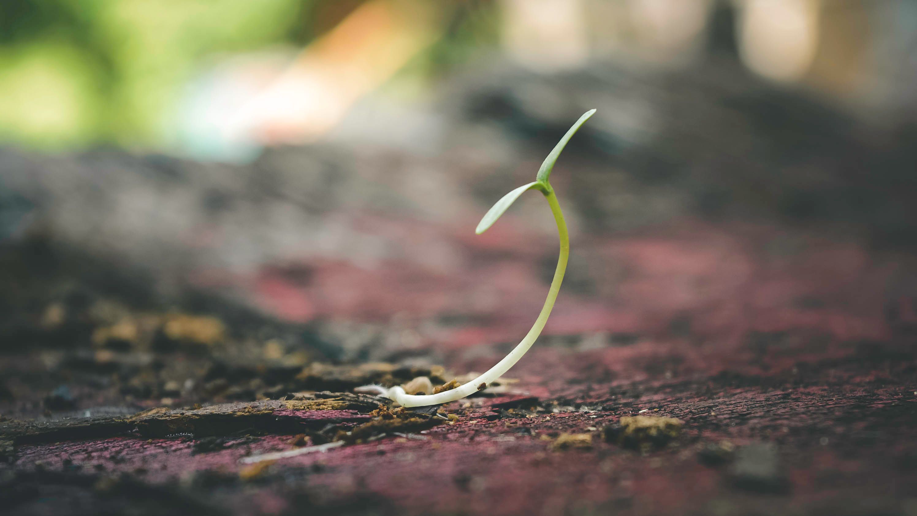 Plant a Seed