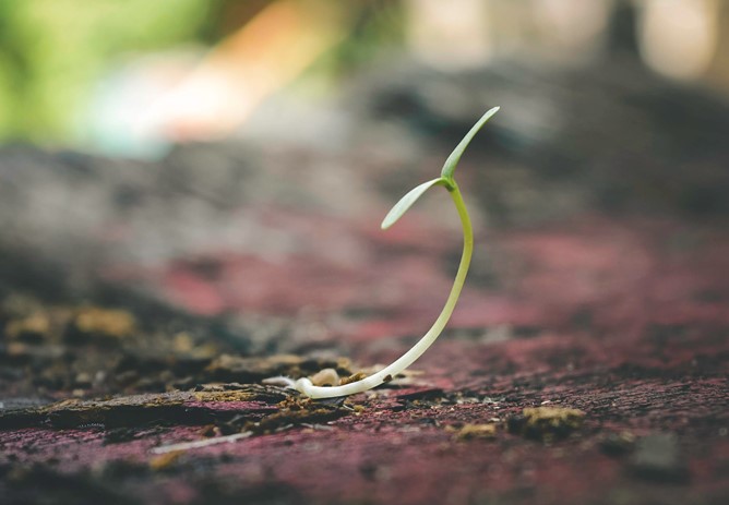 Plant a Seed